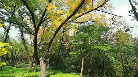 "Immersive 4K Forest Ambience: Relaxing Nature Sounds for Meditation, Sleep, and Stress Relief"