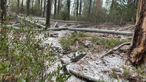 Central Oregon – Edison Sno-Park – Snowing in the Forest – 4K