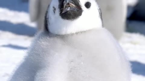 Emperor Penguin chicks with silver-grey down 🇦🇶 Cape Washington