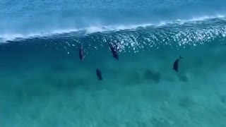 dolphins swimming in australia
