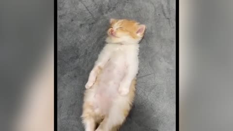 Cat's elegant sleeping posture