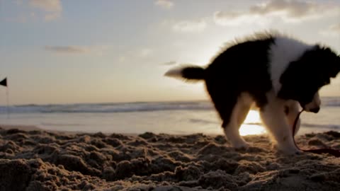 A Puppy Dog Playing Tug Of War By Biting Its Collar Sling.