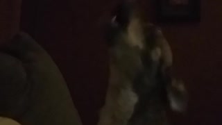 Dog howling with owner