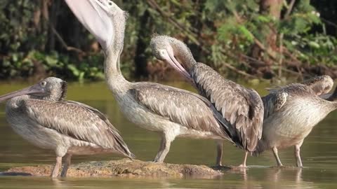 Amazing activities of birds