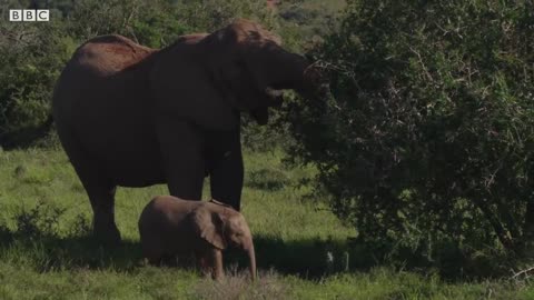 South Africa's Strongest Animals | Wild Lands: South Africa | BBC Earth