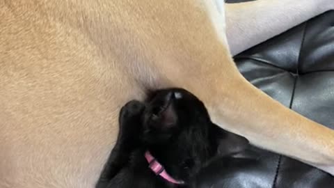 My sister’s dog doesn’t mind the new rescue kitten thinking that he’s her mom.
