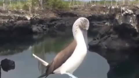 Blue-Footed Booby Bird's Soldier Move
