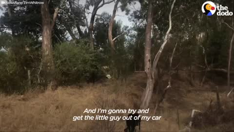 Guy Finds Wild Koala In The Back Seat Of This Car | The Dodo