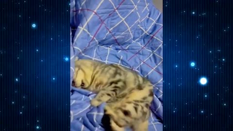 New Funny Videos 2024 Funniest Cats & Dogs Videos