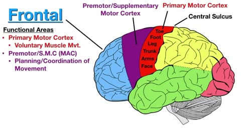 Lobes of the Brain_ Cerebrum Anatomy and Function [Cerebral Cortex]