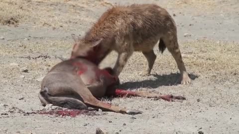 Hyenas Feast: Witness the Raw Power of Nature as Hyenas Devour a Wildebeest