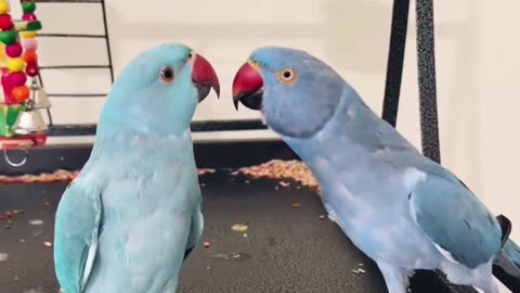 Parrots naughty video watch till the end