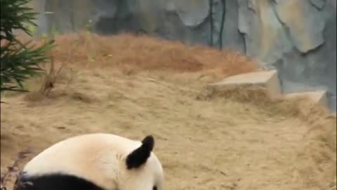 Leisurely and unrestrained giant panda