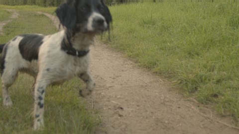 The dog is happy to go out into the woods