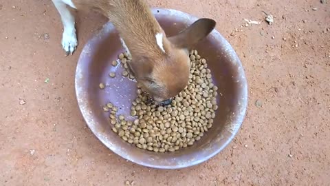 Angry Pinscher dog snarling defending his space do not eat food (broth feed)