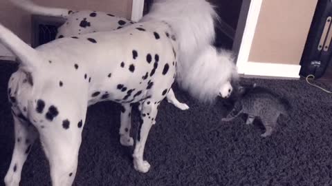 Kitten reacts to Dalmatians dressed as lions for Halloween