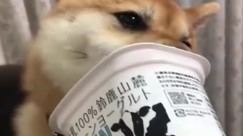 Cute Funny Shiba Inu Eats Yogurt Making You LAUGH - Dog's Life - Best Shiba Dog Video