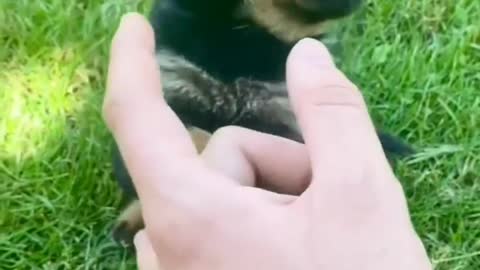 Rottweiler Puppy Want To Bite Me