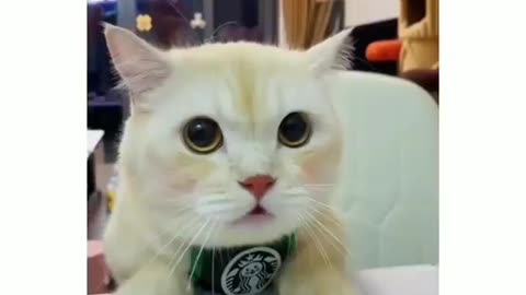 Funny animal video cat 😺🐈: "Welcome to my Animal ball game lol The last shot is fantastic😉 . . .