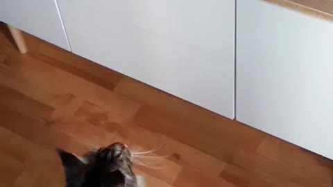 Silly cat fails on the easiest jump