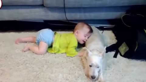 Funny dog and Babies and Puppies Playing Together