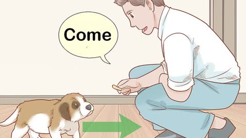 How to train a dog???