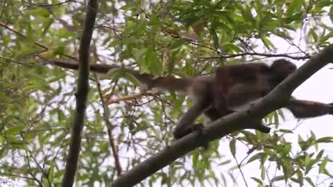 Swing Through the Trees With Amazing Spider Monkeys