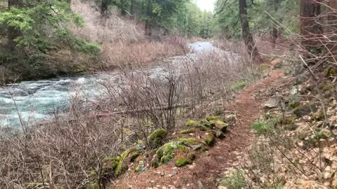 The End of the East Metolius River Trail Shoreline Section Before Ascending the Forest