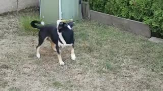 Dog Fighting With His Toy