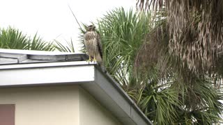 hawk on a tin roof