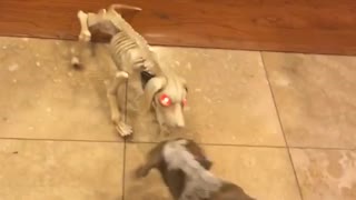 Dog barking at dog halloween prop