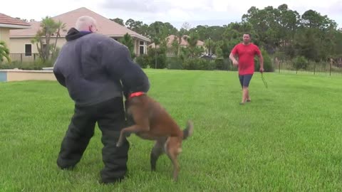 How to Guard Dog Training Step by Step Tutorial