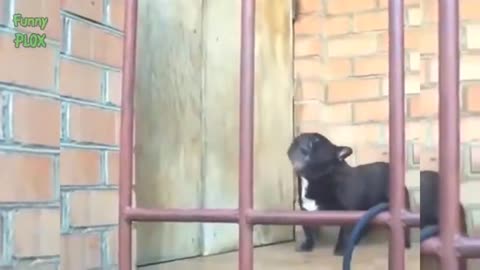 Funny Dogs Making Very Funny Noises Cant Stop Laughing