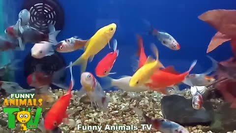 AQUARIUM WITH COLORFUL FISH - Fun Animals Tv Kids