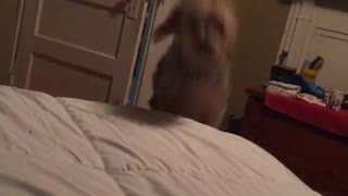 Brown dog gets called into bed by owner and dog jumps into bed