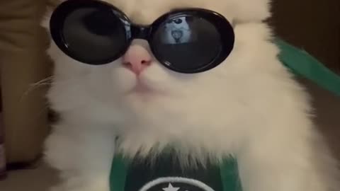 Cool cat