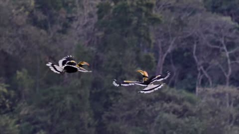 Two horns hornbills