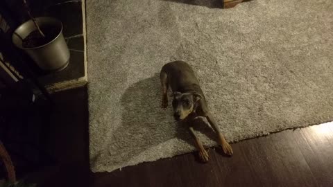 Tiny Pinscher Puppy Wants To Roll Over, But She Doesn't Know How
