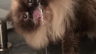 Watch This Kitty Cat Drink From The Faucet In Adorable Fashion