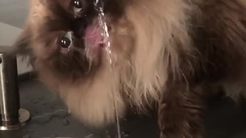 Watch This Kitty Cat Drink From The Faucet In Adorable Fashion