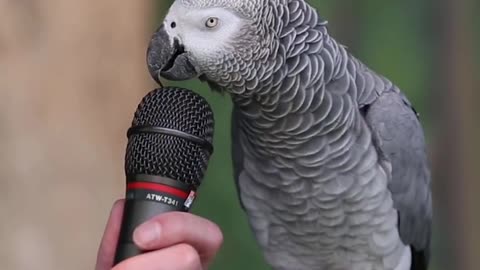 Parrot Singing and Talking 1