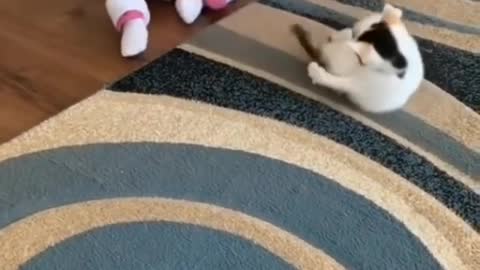 funny baby cat fight