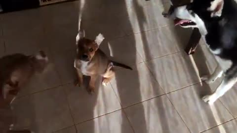 Husky and Pitbull fight then a kiss