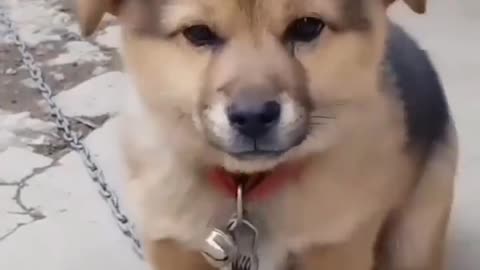 Cute voice of dogs/cute small 🐕