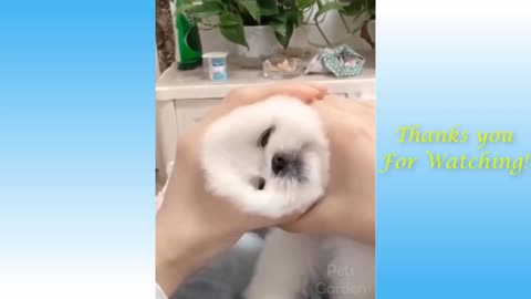 Funny and cute animals compilation 2021