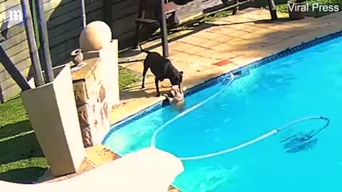 Dog Saves Friend from Drowning in Family Pool