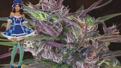 Oldtimer’s Haze – Ace Seeds