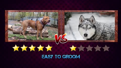 Husky dog Vs Pitbull dog