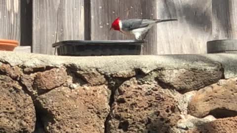 #Back Yard Birds Hawai’i Red Crested Cardinal Mom