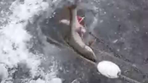 Catching Fish in Kanektok